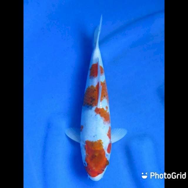 Ai Goromo - 30cm Male
