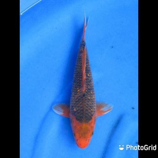 Matsuba Ginrin - 31cm Male