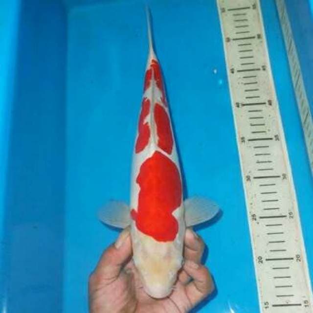 SANDAN KOHAKU