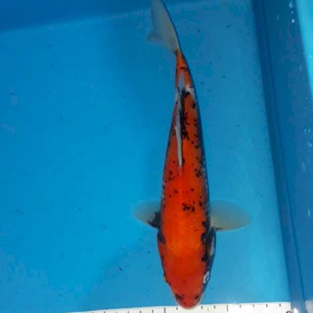 7. Beni Kawabake 26 cm