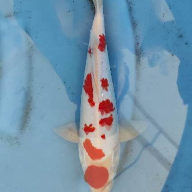 Maruten Kohaku
