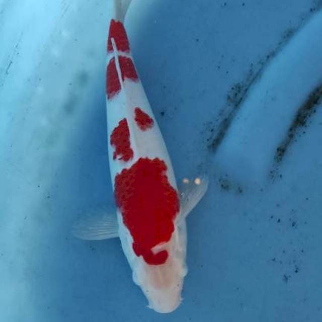 Kohaku 4 step