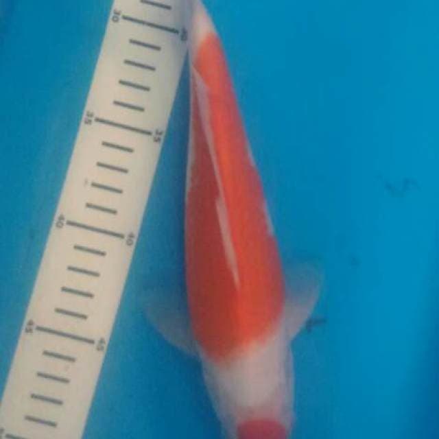 Kohaku