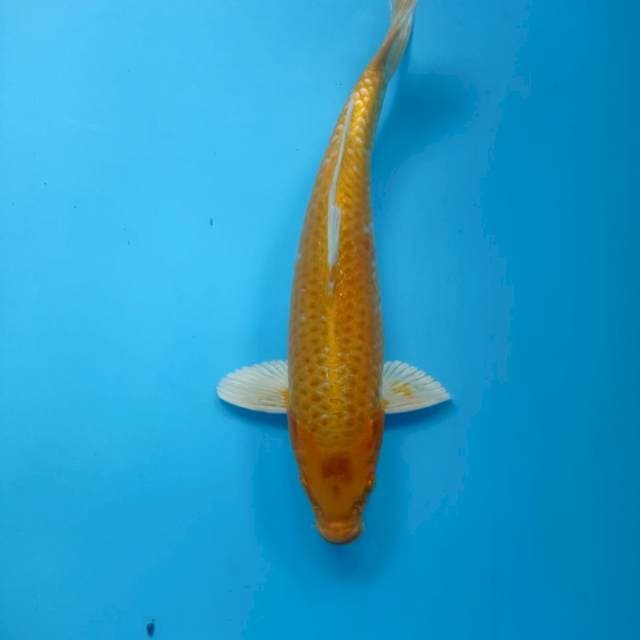 OGON 35cm