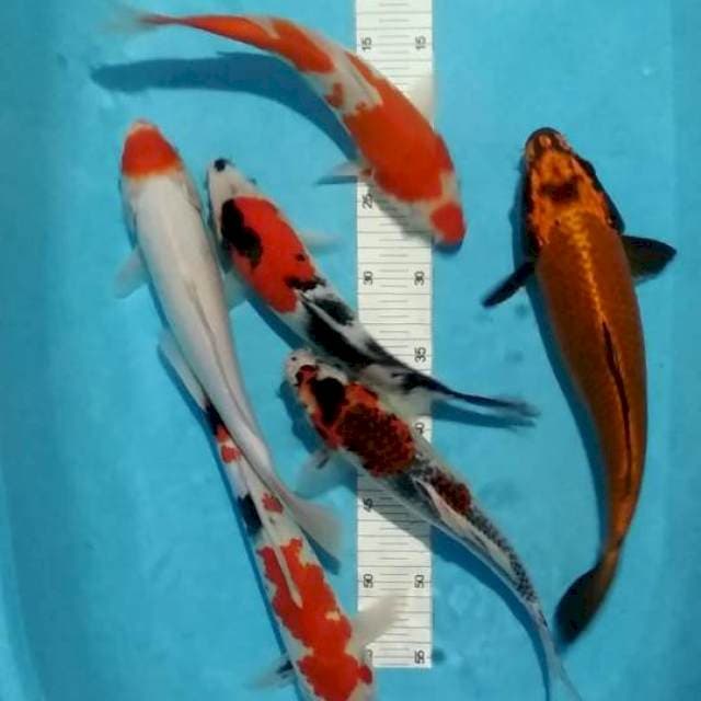 28-33cm 6 ekor