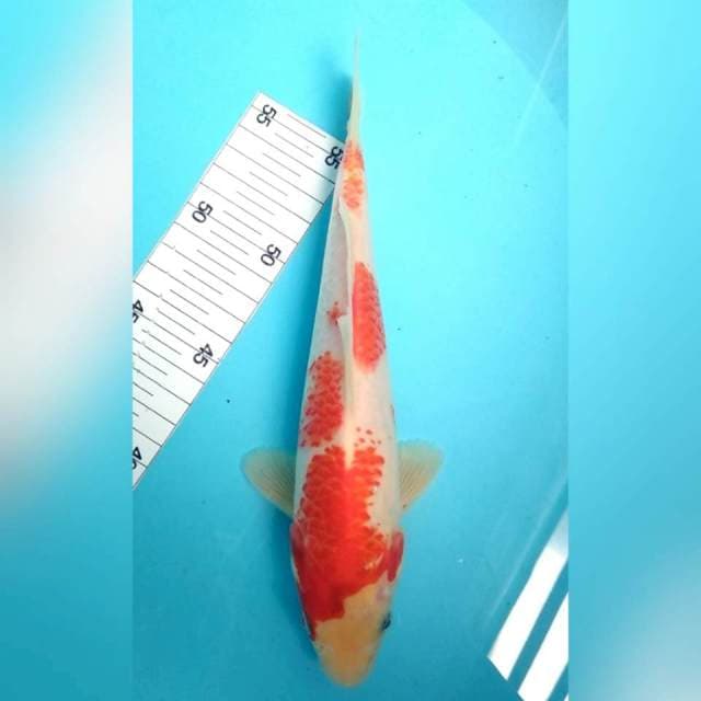 24cm