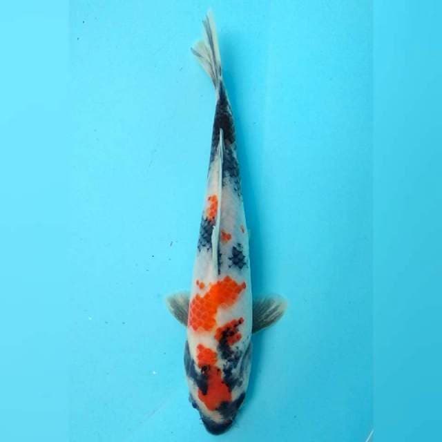 Showa 20cm