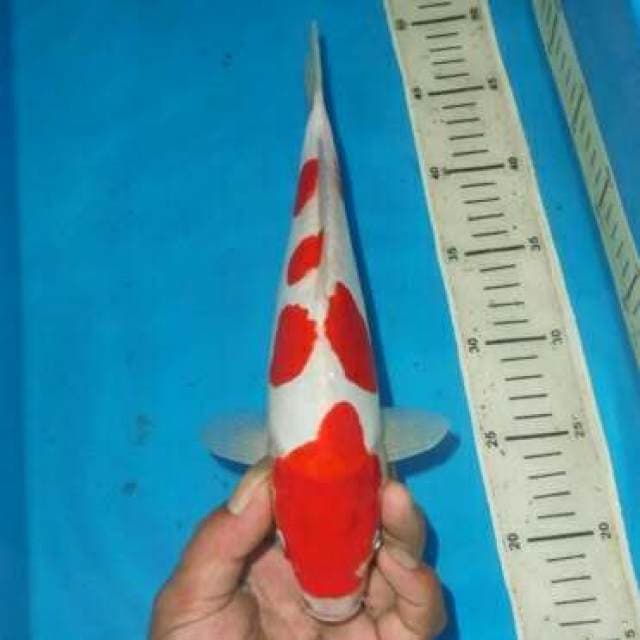 TOTOL TOTOL KOHAKU