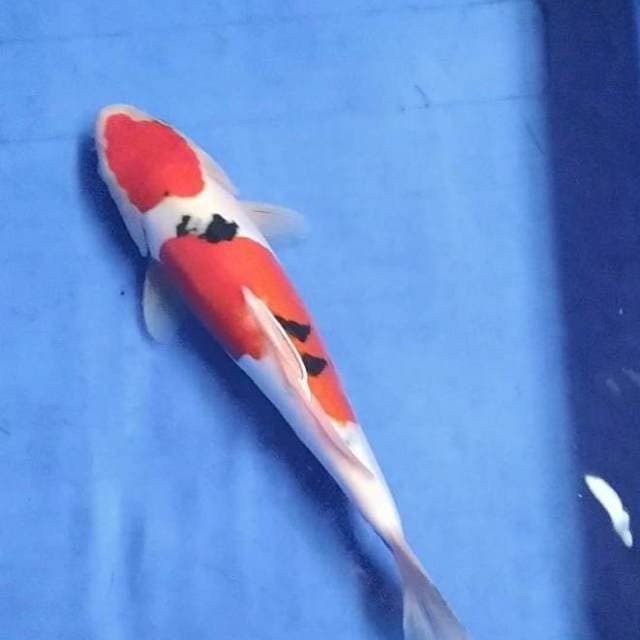 doitsu sanke 30 cm