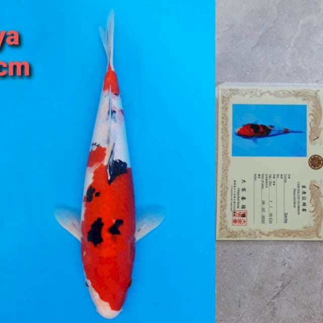 Ooya Sanke 37cm Certi
