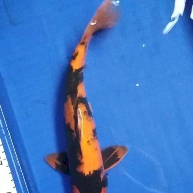 hi Utsuri 38 cm merah