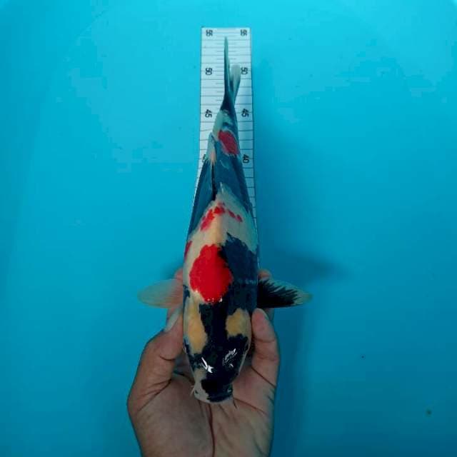 Kindei sowa 31 cm