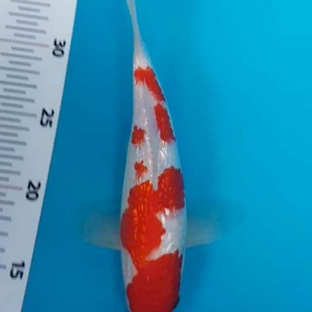 SQ KOHAKU GINRIN MERAH JRENG 22 CM