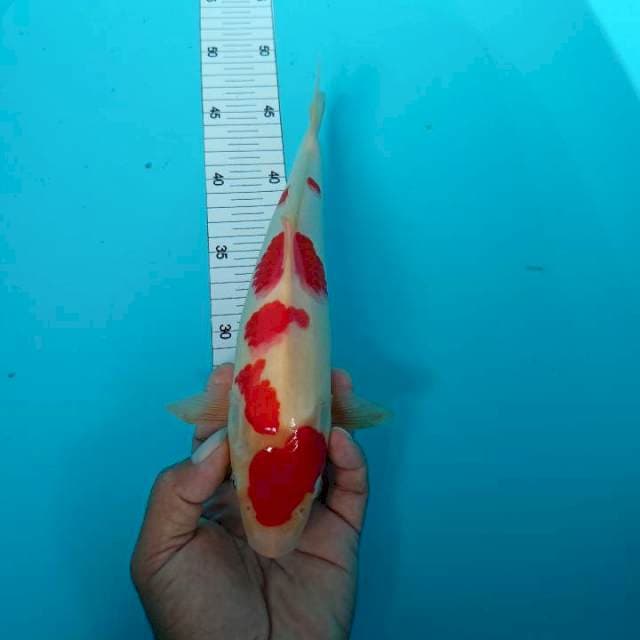 Kohaku ori 29 cm