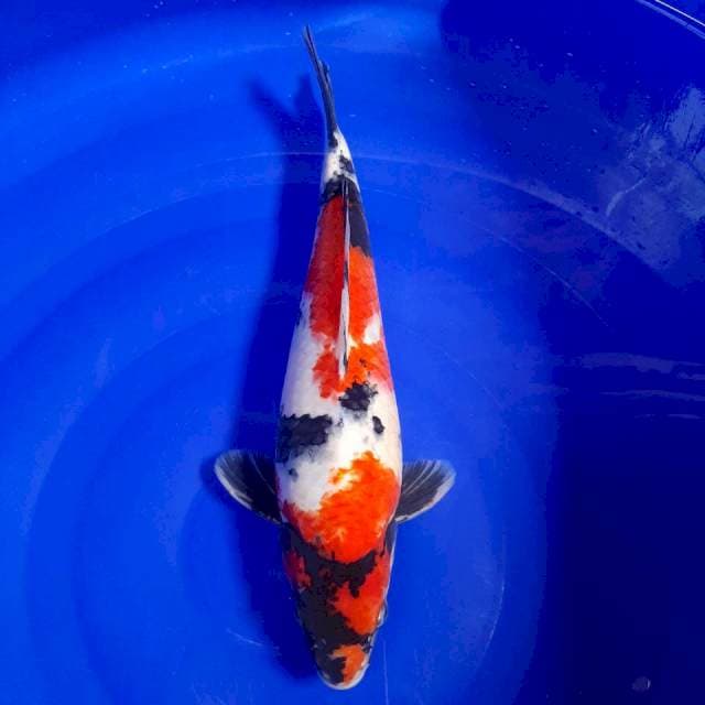 SHOWA HQ 35cm