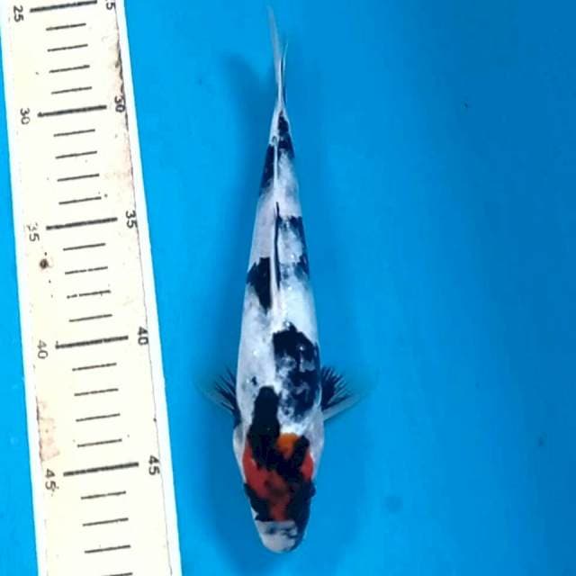Tancho showa, 21 cm