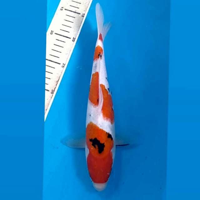 Sanke, 28 cm