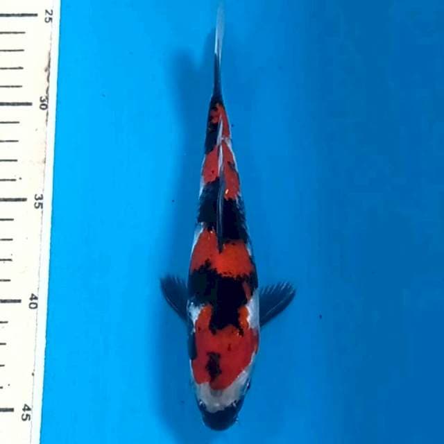 Showa, 20 cm