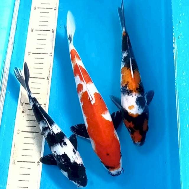 Pkt showa, shiro, 23-29 cm
