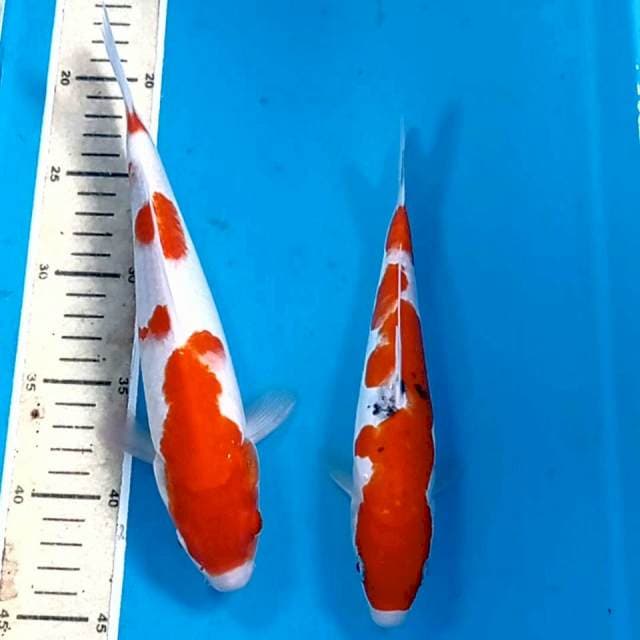 Kohaku, sanke doitsu, ,22,26 cm