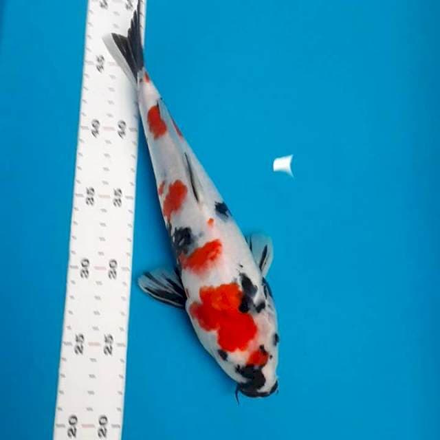 Showa 27cm