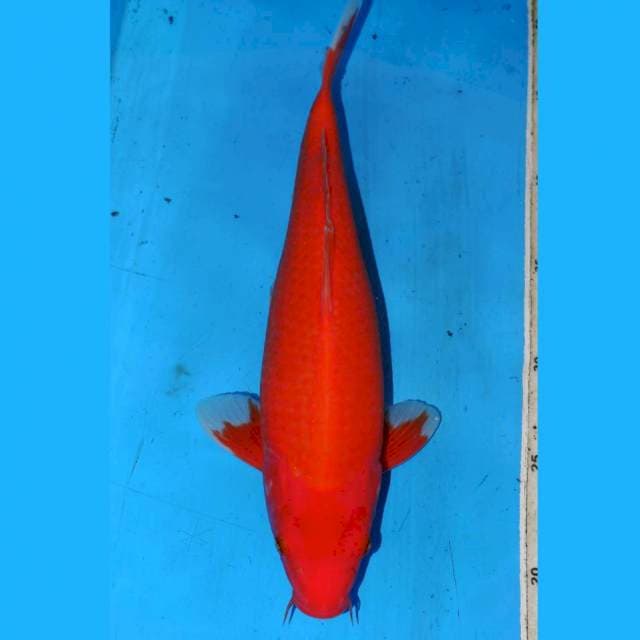 30cm BENIGOI JINAK