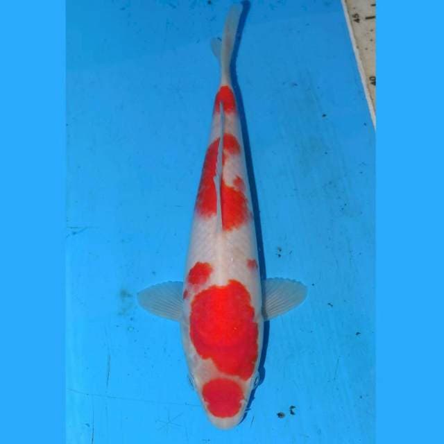 KOHAKU