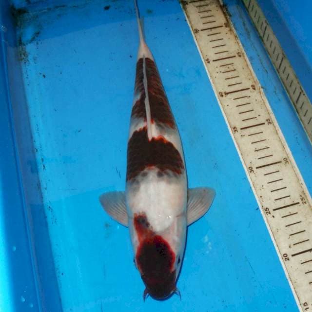 36cm BUDO KOROMO BAGUS