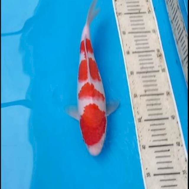 Kohaku 33cm