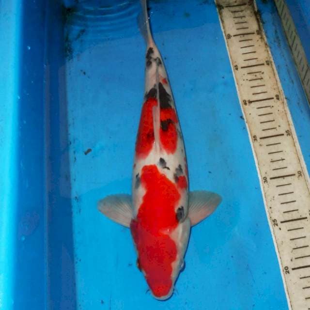 SANKE BAGUS 36cm