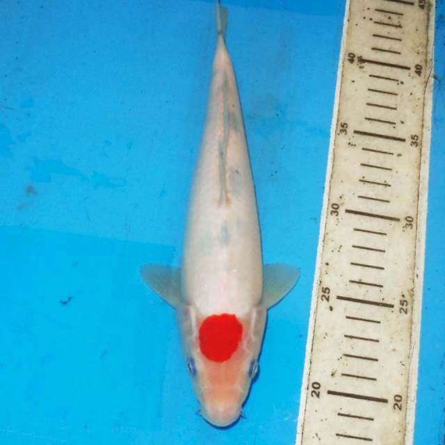 TATEGOI TANCHO SANKE 25cm