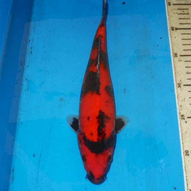 HI UTSURI 27cm