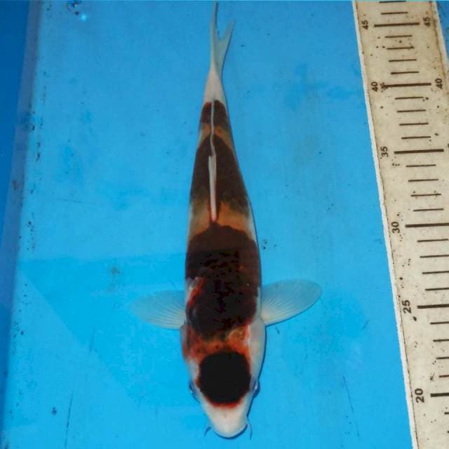 BUDO KOROMO BAGUS 29cm