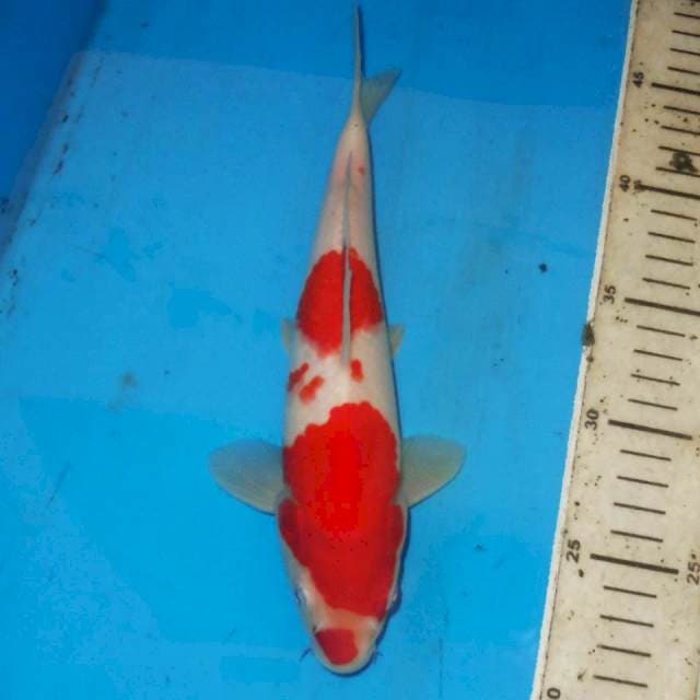 KOHAKU 25cm