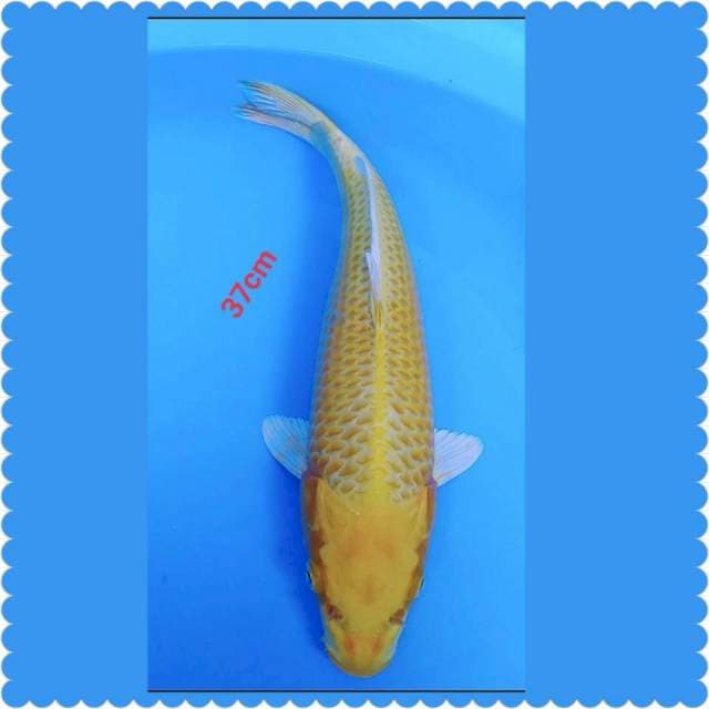 Ogon 37cm