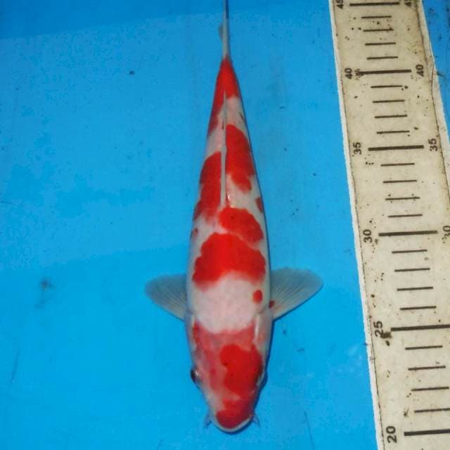 KOHAKU 24cm