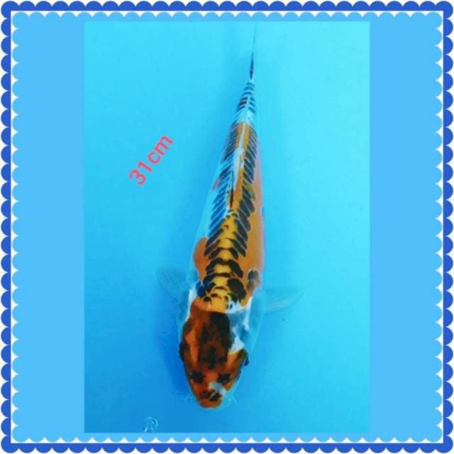 Kojaku doid 31cm