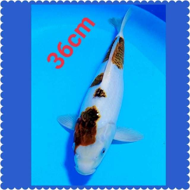 Ai goromo 36cm