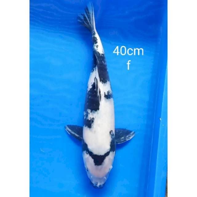 Jumbo Shiro bles 40cm