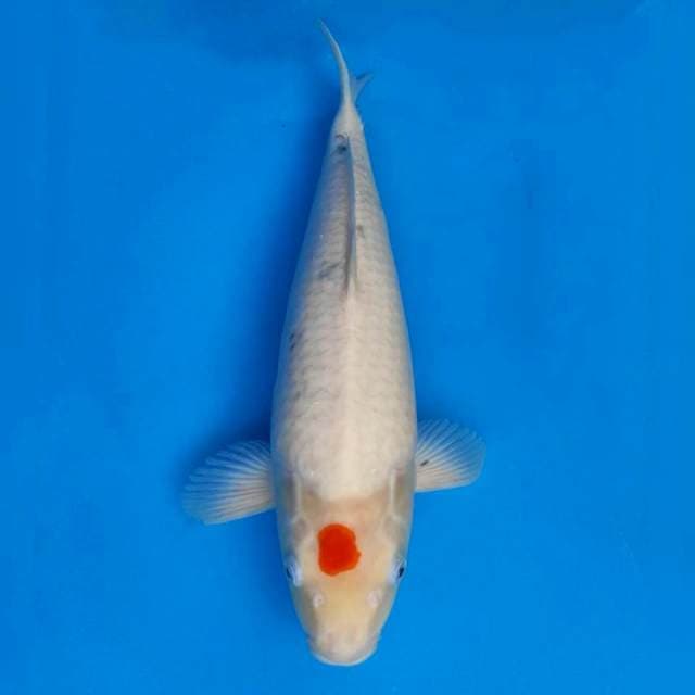 Okawa Jumbo Tancho Sanke