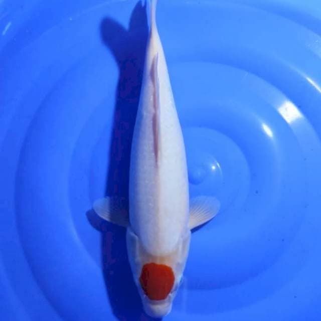 Tancho kohaku