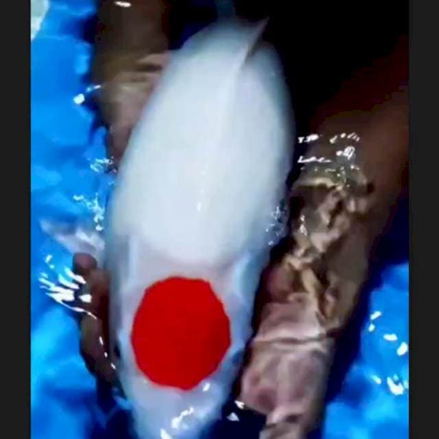 50cm super tancho kohaku bersih cakep
