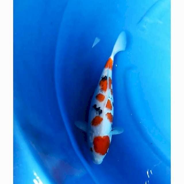 Showa maruten tategoi 36cm