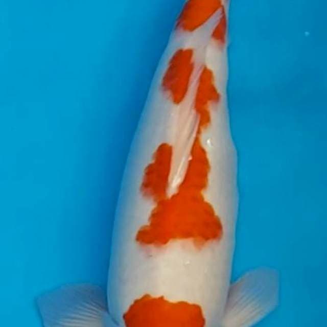 Kohaku