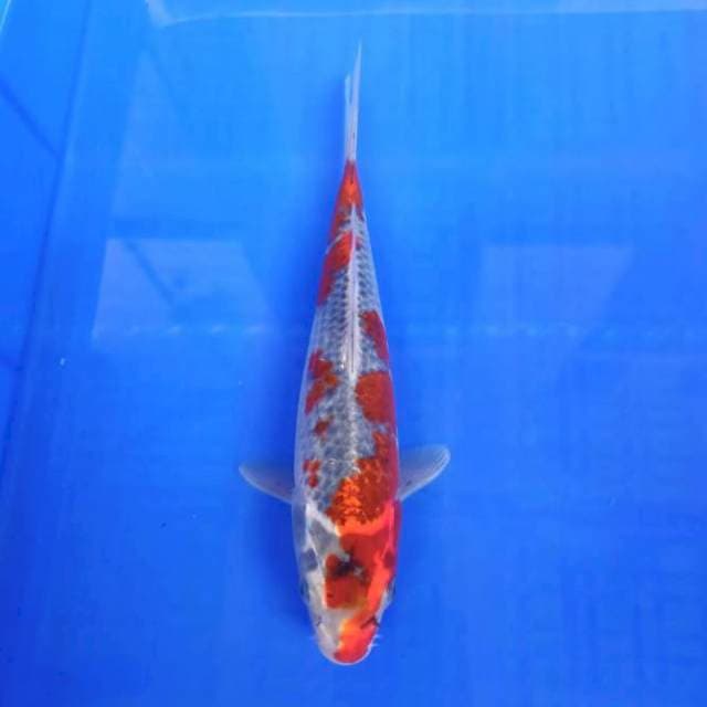 Goshiki 25cm