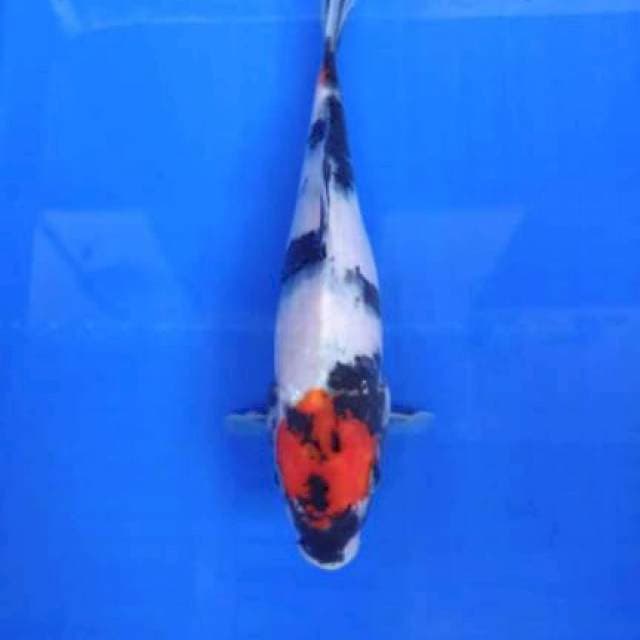 Tancho showa 26cm