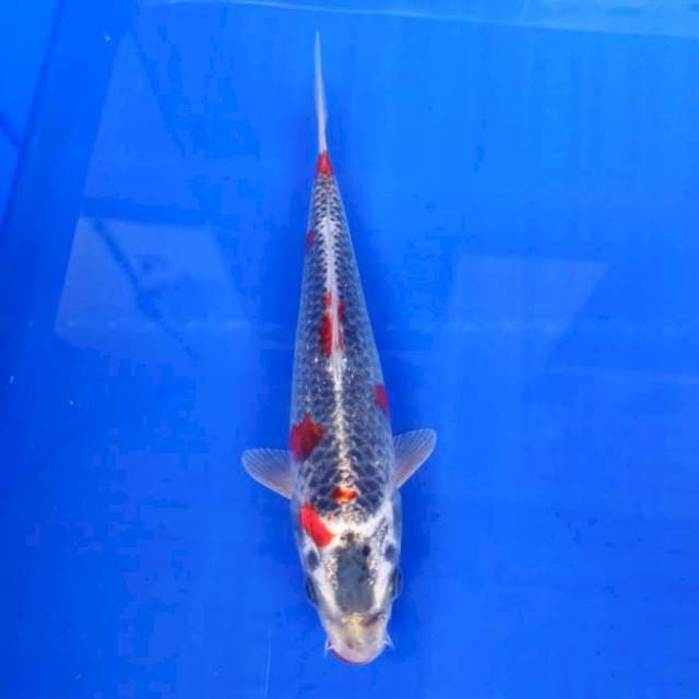 kujaku 24cm