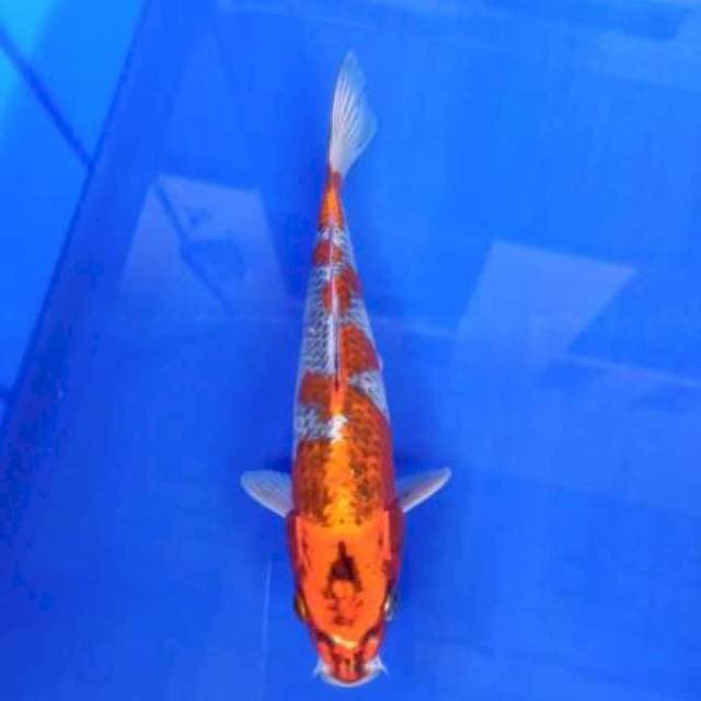 Kujaku 24cm