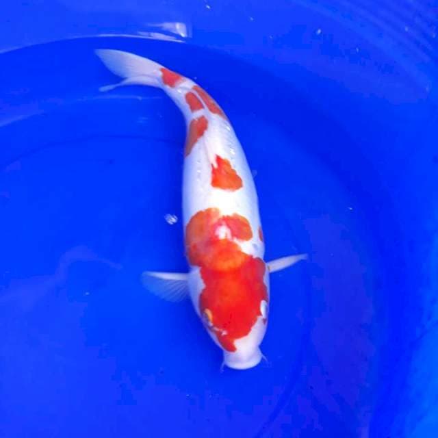 Kohaku uwuu
