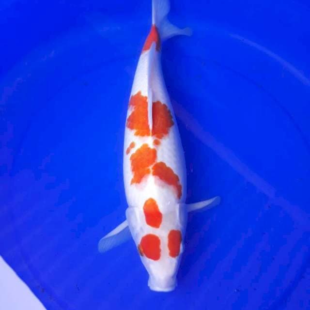 Kohaku kagura